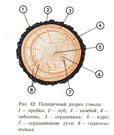 Схема поперечного сечения древесины. Строение поперечного среза ствола. Строение поперечного среза древесины. Поперечный разрез ствола хвойного дерева.