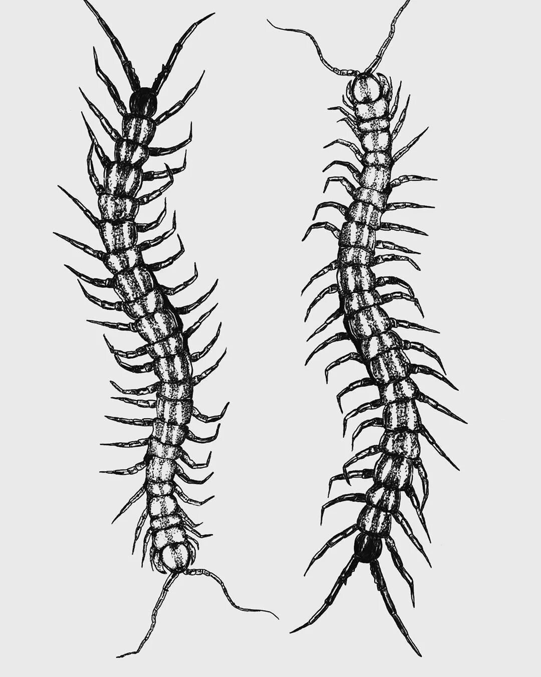 Сколопендра дрейн. Токийский гуль сколопендра арт. Токийский гуль многоножка. Сколопендра дрейн. Токийский гуль многоножка.