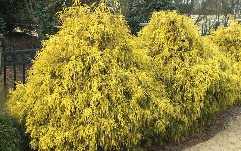 Gelbe Fadenzypresse 'Filifera Aurea' / Chamaecyparis pisifera 'Filifera Aurea' P
