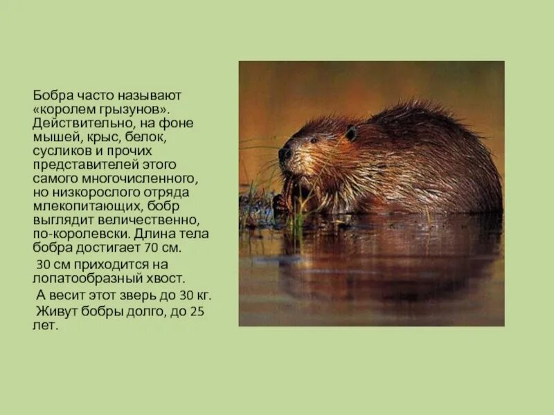 Истории бобра. Рассказ о бобре. информация о бобрах. сообщение про бобра.