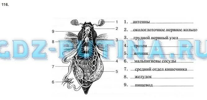 Подпишите названия органов насекомых. Названия органов насекомого обозначенных цифрами. Напишите названия органов насекомого обозначенных цифрами. Рассмотрите рисунок обозначьте название органов.