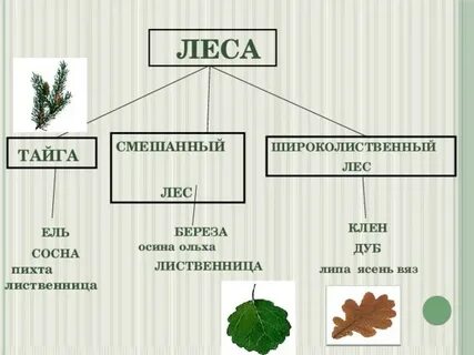 Осина лиственная или хвойная