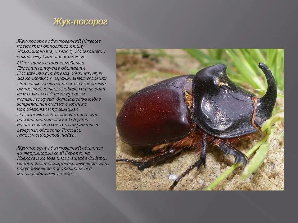 Какой жук носорог. Жук-носорог пластинчатоусые. жук носорог среда обитания. краснокнижный жук носорог. жук носорог 1см.