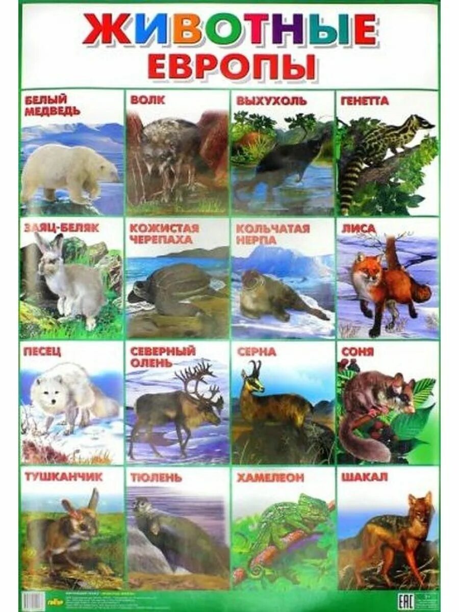 Животные Европы. Животные Европы для детей. Плакат. Животные. Животные Азии для детей дошкольного возраста.