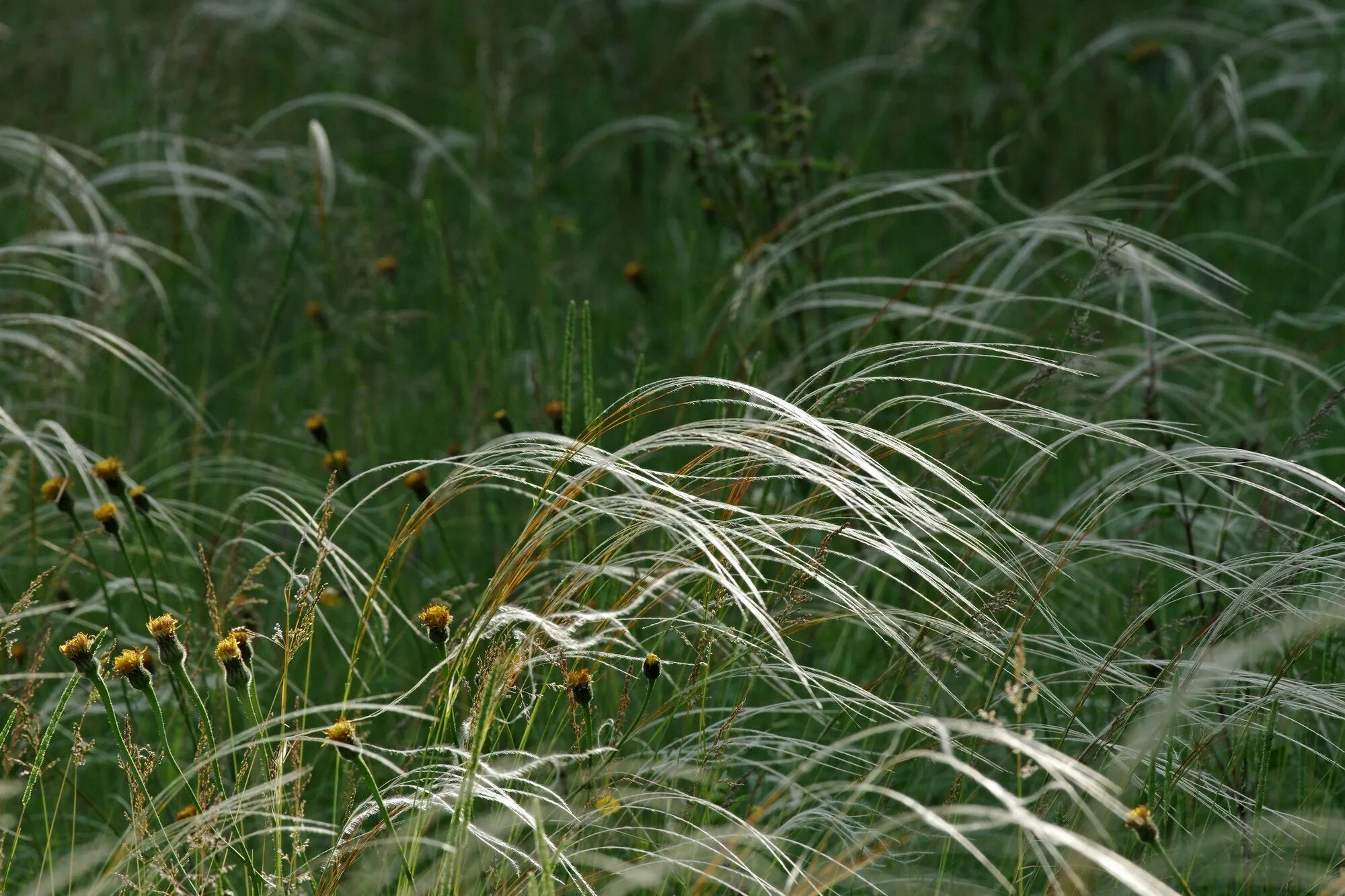 Ковыль почва. Ковыль перистый (Stipa pennata). Ковыль перистый Stípa pennáta. Ковыль перистый (Stipa pennata) семян. Воронежский заповедник ковыль перистый.