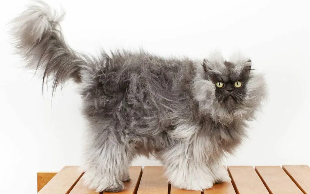 Персидская длинношерстная кошка Джуно. Британская длинношёрстная кошка. Персидская Сибирская длинношерстная. Персидская длинношерстная шиншилла. Мир груминга