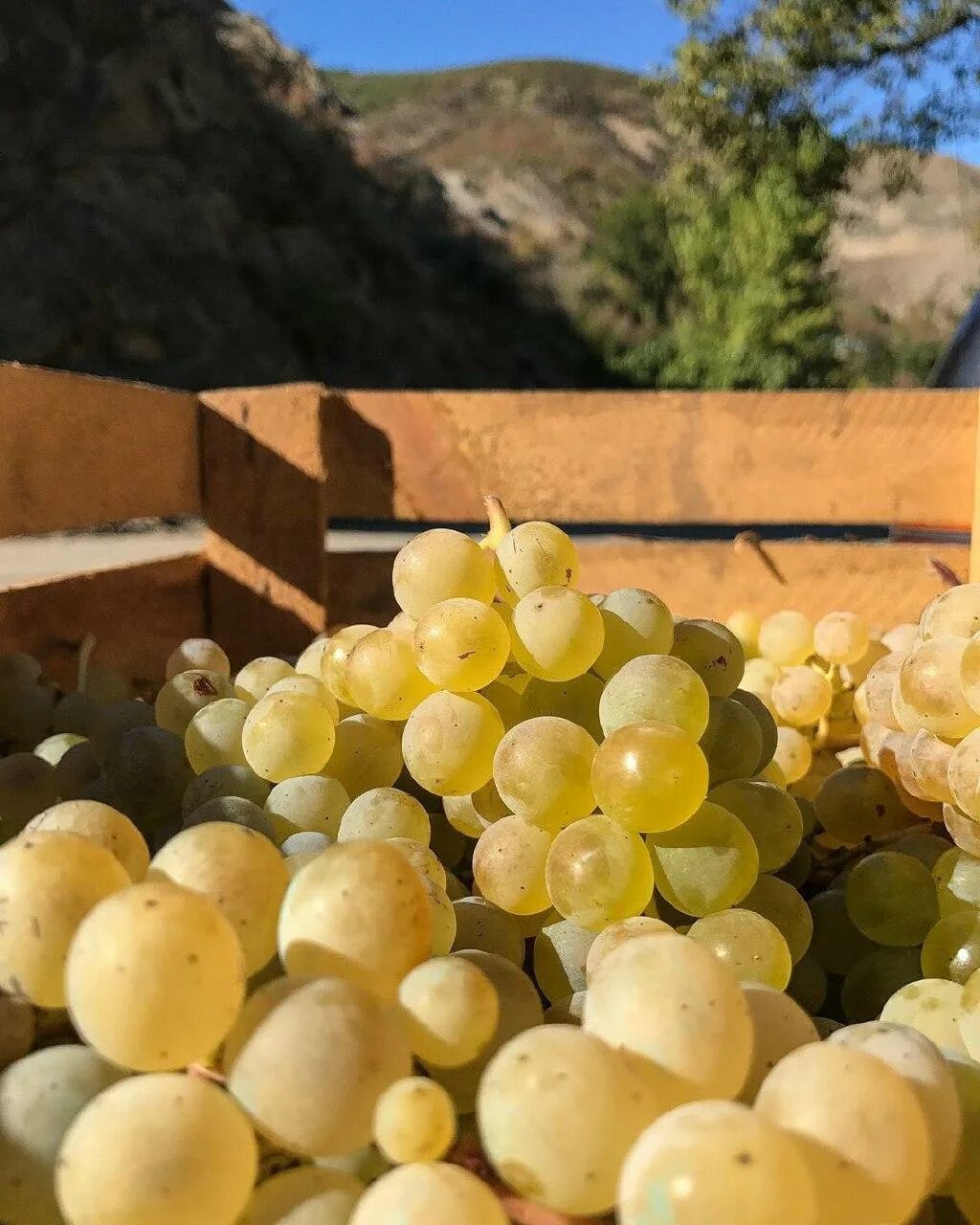 Crystal grape