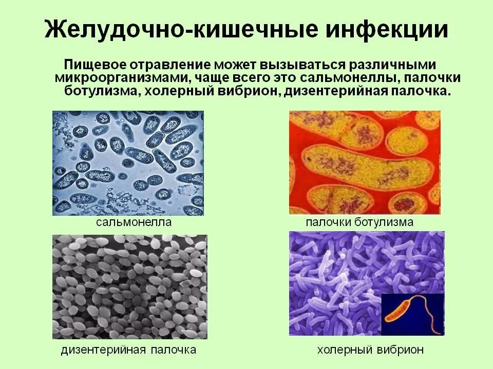 Тип кишечные