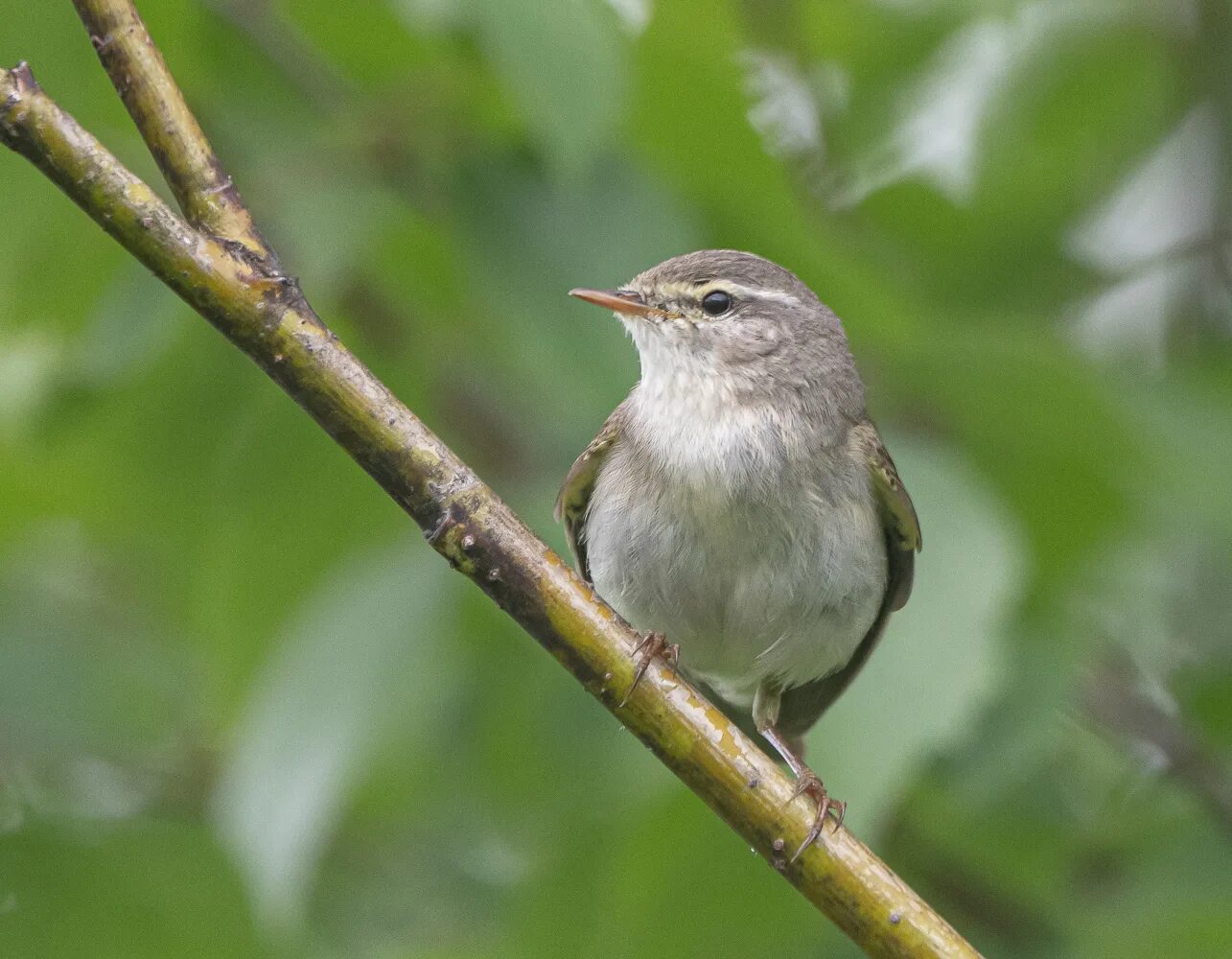 Пеночка-весничка. Пеночка-весничка (Phylloscopus trochiloides). Птица весничка Песчанка. 32. Пеночка весничка. Весничка это