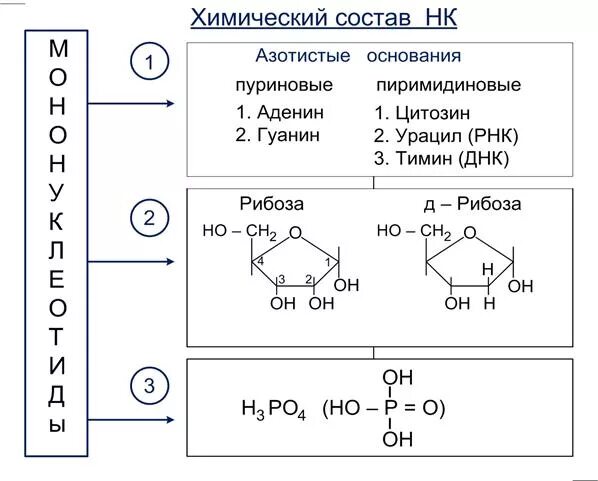 Аденин гуанин цитозин тимин урацил. Гуанин рибоза и фосфорная кислота. Аденин + 2-дезоксирибофураноза. Нуклеотид остаток фосфорной кислоты. Формула аденин фосфорная кислота.