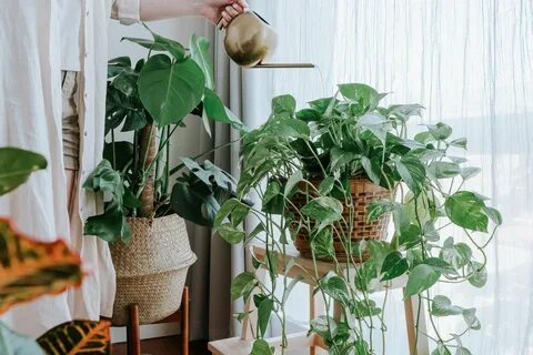 Plant i home