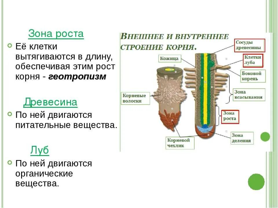 Строение зоны роста корня