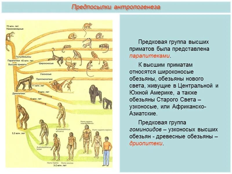 Установите последовательность антропогенеза человек. Стадии антропогенеза схема. Эволюционные формы человека. Происхождение человека этапы антропогенеза. Предпосылки антропогенеза.