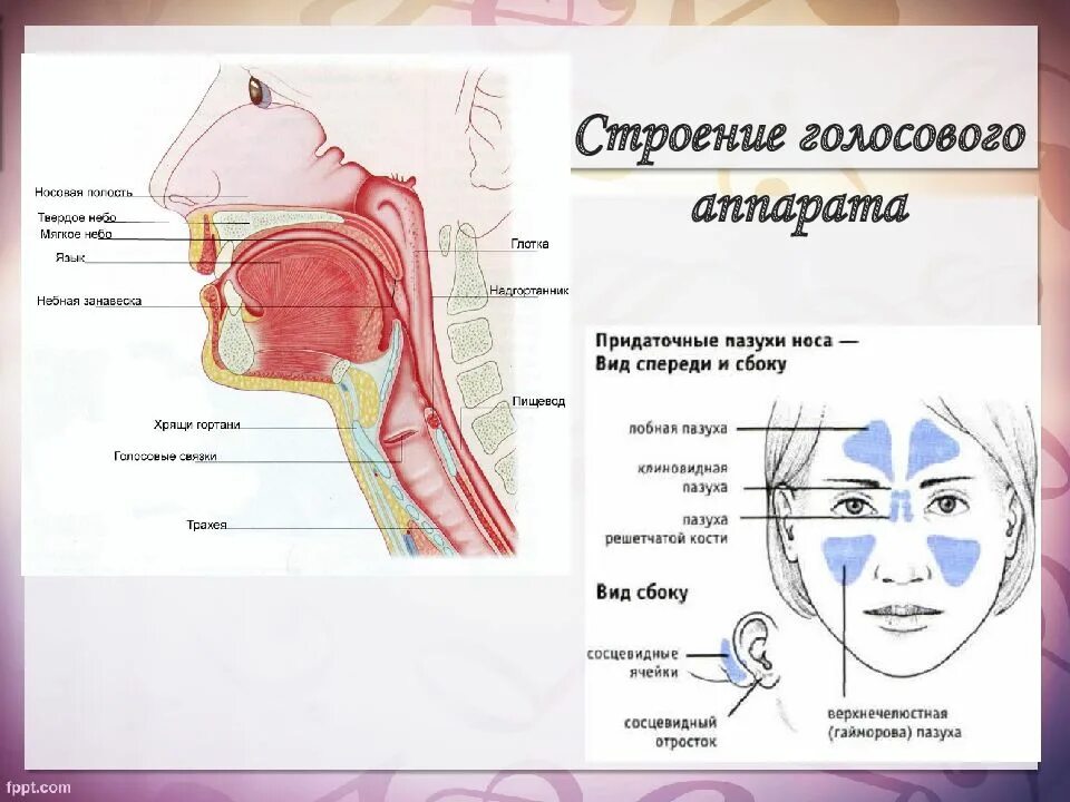 Рисунок голосового аппарата человека. Строение голосового аппарата гортани. строение и функции голосового отдела речевого аппарата. строение гортани речевой аппарат. певческий аппарат строение голосового аппарата.