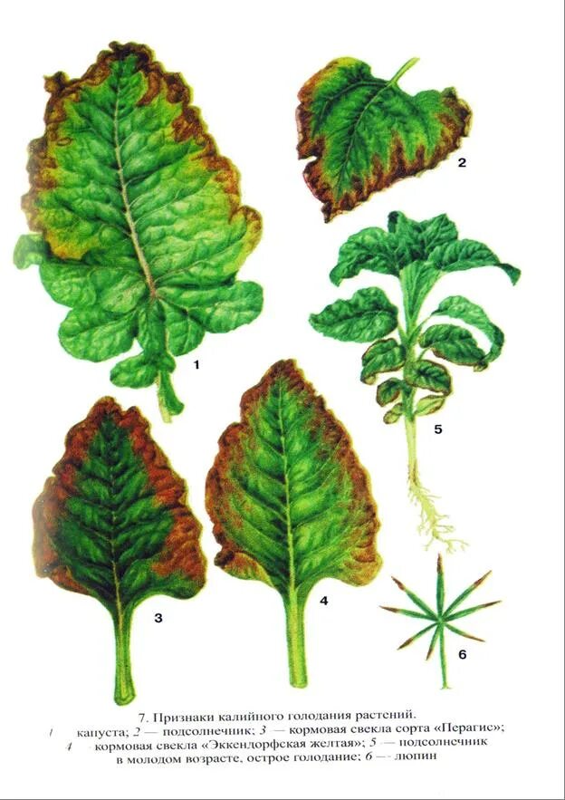 дефицит молибдена у растений. борное голодание растений. дефицит бора на свекле. голодание капусты. дефицит калия у капусты.