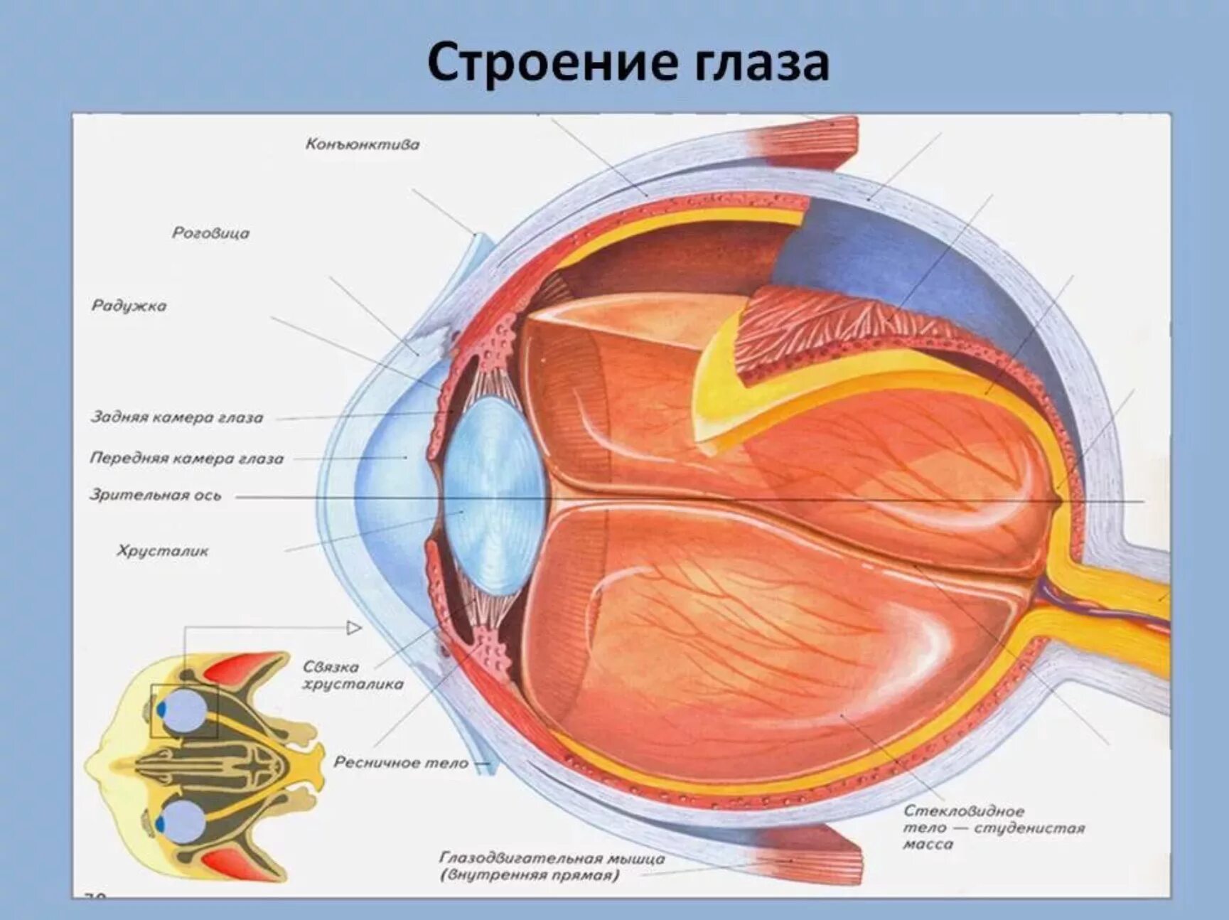 Роль органов зрения. Анатомические структуры органа зрения анатомия. Строение глаза человека ЕГЭ биология. Строение глаза анатомия и функции. Внутреннее строение глаза.