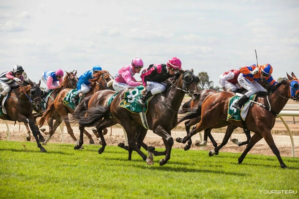 Лошадь на скачках. Конные скачки. Скачки эстетика лошади. Скачки конный спорт. Скачки на лошадях.