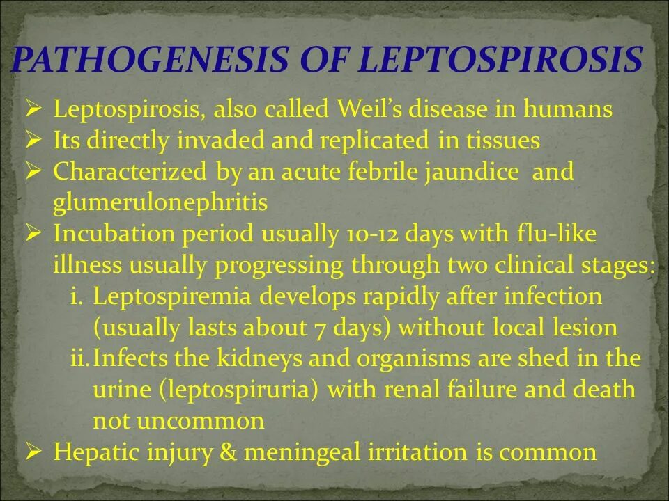 Leptospirosis pathogenesis. Leptospira interrogans патогенез. Лептоспироз на английском. Лептоспироз патогенез