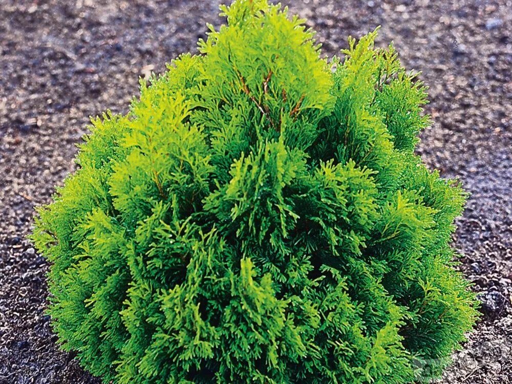 Какой сорт туи. Туя Канкан. Туя Западная (Thuja occidentalis). Туя Западная Мики. Туя Западная Микки.