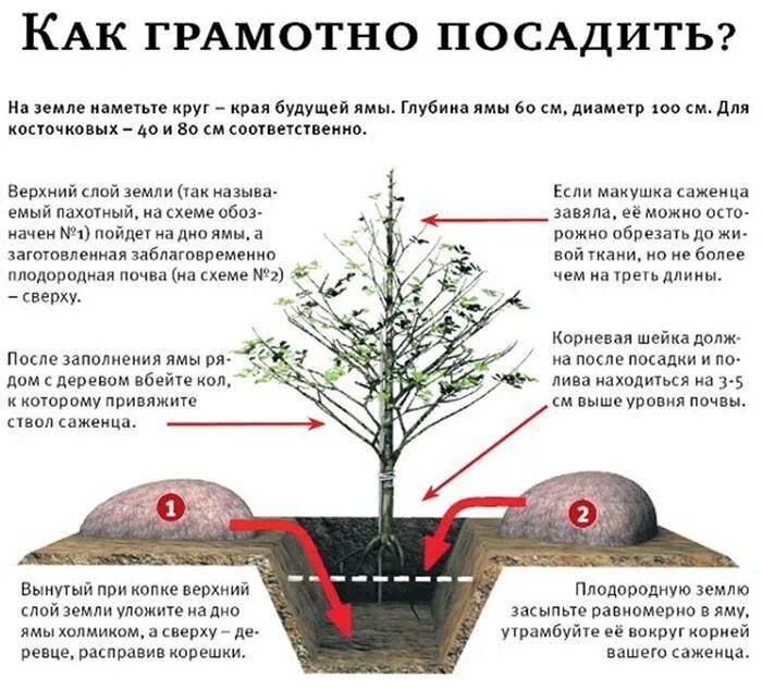 Какую почву любит груша