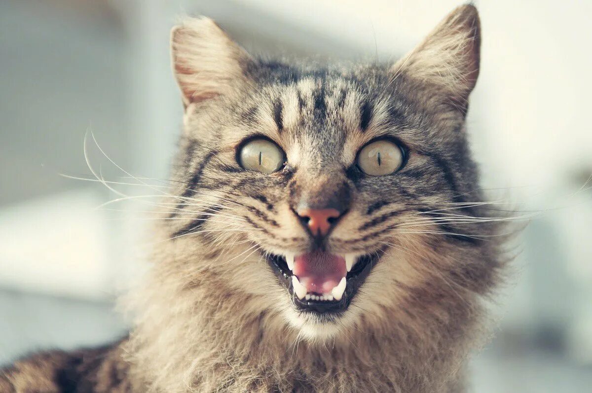 Агрессивные звуки котов. Радостный кот. Улыбка кота. Кот мяукает. Котик улыбается.
