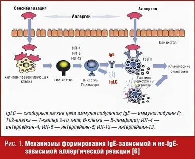 Иммуноглобулин при аллергии у взрослых