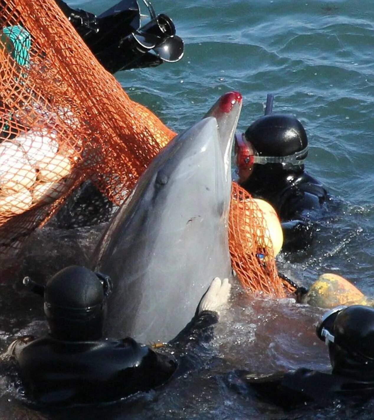 Есть ли дельфин людей. Тайцзи Япония дельфины. Ловля дельфинов в Японии. Отлов дельфинов для дельфинария.