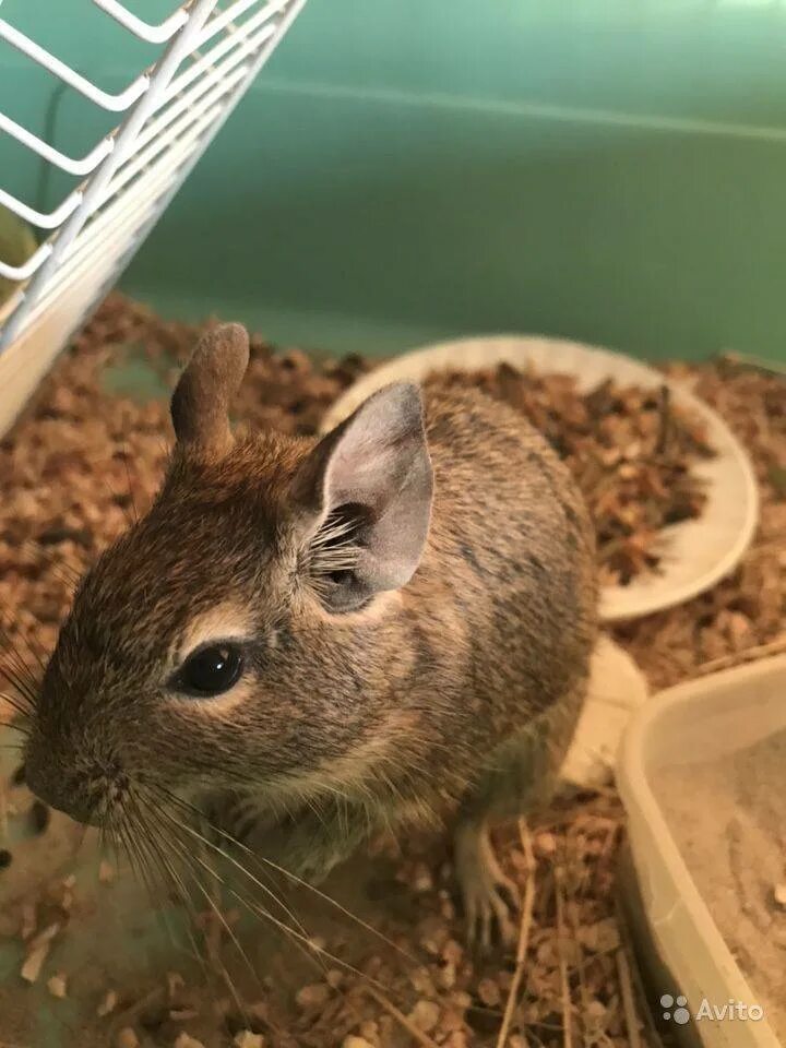 Стая дегу. Белка дегу. Белки дегу. Чилийская белка дегу клетка. Белки дегу.