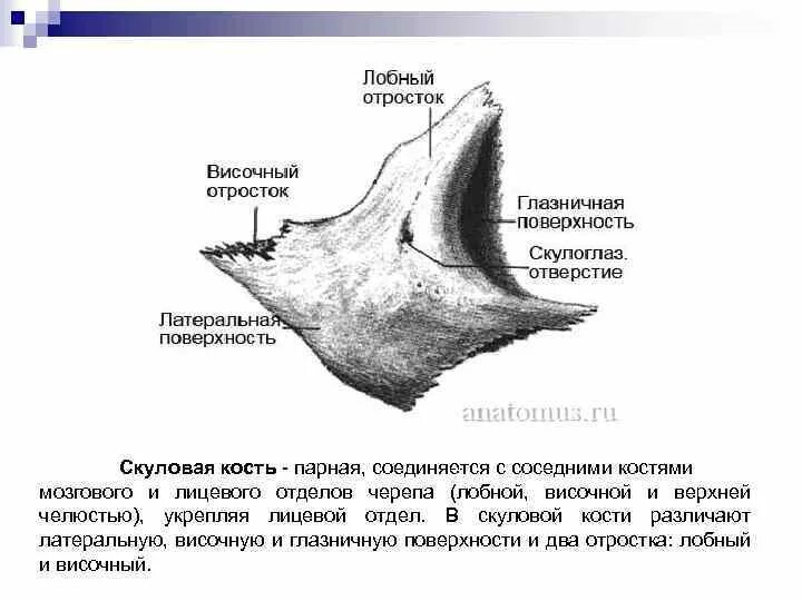 Анатомия скуловой кости