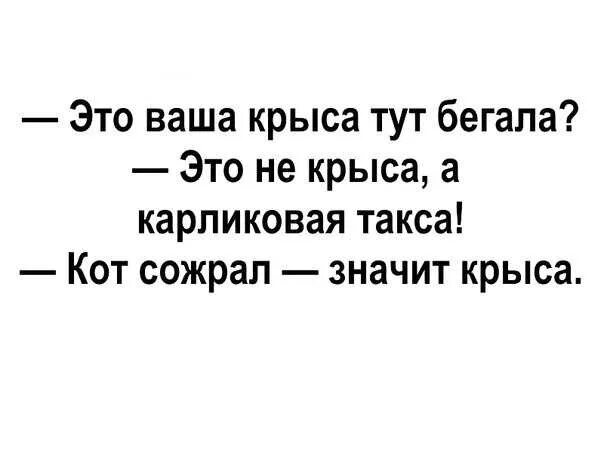 Что означает ты крыса. Кот сожрал значит крыса. что означает крыса.