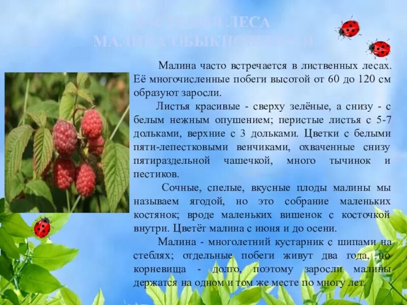 Сообщение про растение 3 класс окружающий мир