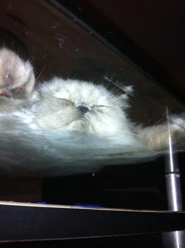 Кошка снизу. Кот на стеклянном столе. Котики на стеклянном столе. Котик на стекле. Коты на стеклянном столе.