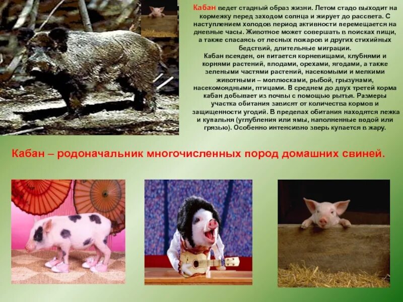 Домашние млекопитающие 7 класс конспект. Млекопитающие домашние животные. презентация домашние млекопитающие. сообщение про домашние млекопитающие..