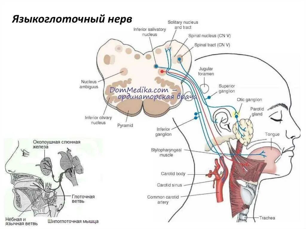 Ix черепного нерва. Иннервация языкоглоточного нерва схема. Схема языкоглоточного нерва анатомия. Ход языкоглоточного нерва нерва. Путь языкоглоточного нерва схема.