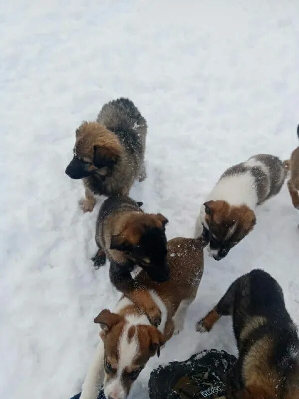 рыжий кот зеленогорск красноярского