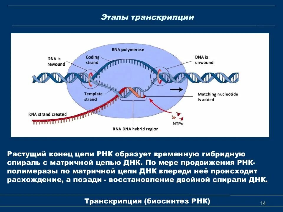 Концы транскрибируемая днк. Этапы транскрипции схема. Транскрипция ДНК этапы. Транскрипция РНК этапы биохимия. Первый этап транскрипции биохимия.