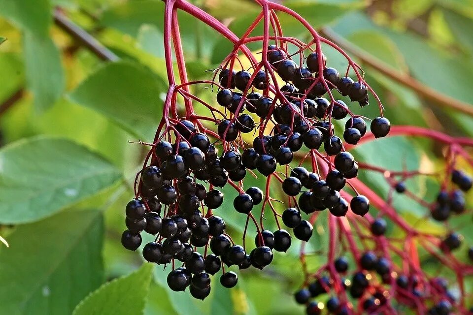 Бузина волчья ягода. Кустарник с черными плодами. Бузина sambucus. Бузина детям можно. Бузина ягода.