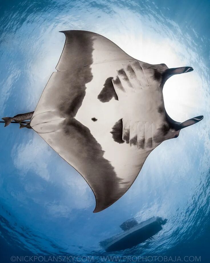 Manta pacific. Манта 2. Манта одежда. Манта 1. Manta для головы.