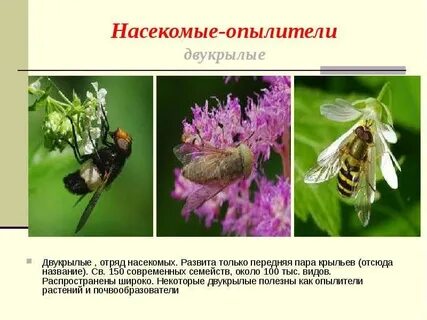 Подчеркни насекомых опылителей окружающий мир