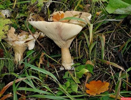 Грибы петушки фото