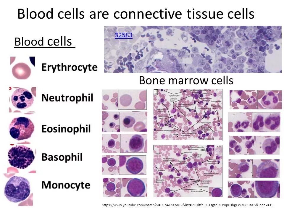 Зараженная кровь под микроскопом. Blood fluid cell. Кровь ткань под микроскопом. Biological tissue. Кровяная ткань под микроскопом.