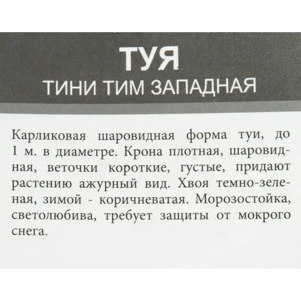 Tiny tim перевод. Tiny tim перевод
