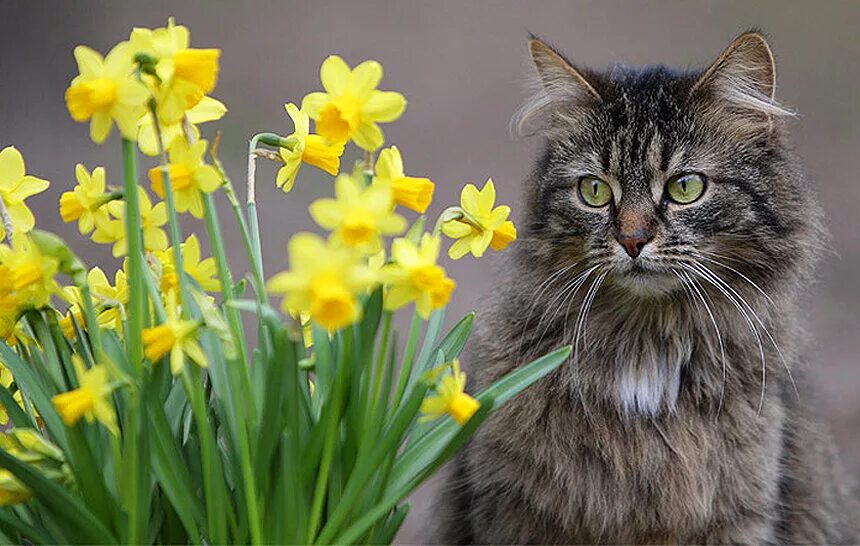 Весенняя кошечка. Весенняя кошка. Кошки весной. Котята весной.