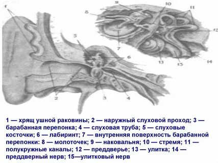 Хрящ ушной раковины