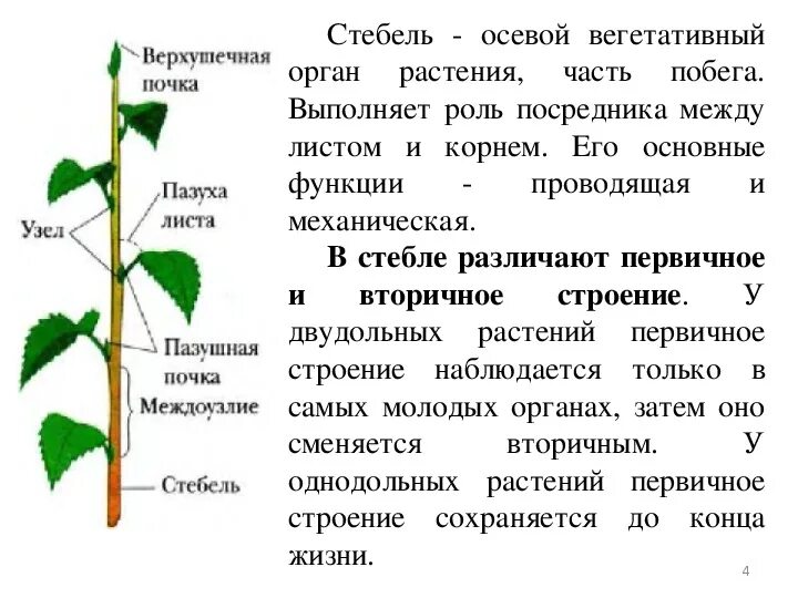 Какие функции выполняет побег. Какие функции выполняет побег