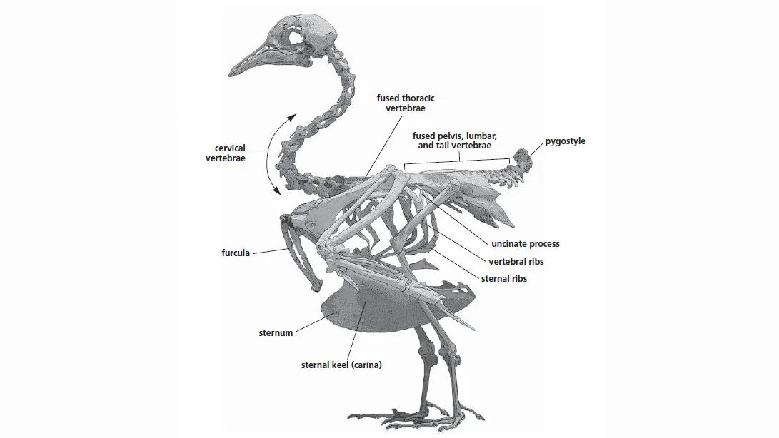 Строение скелета птицы. Скелет птицы орла. Скелет птицы тату. Скелет птицы референс.
