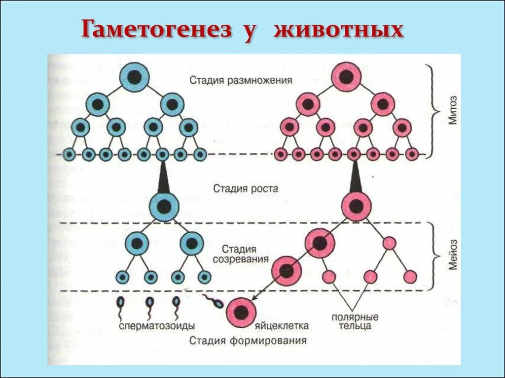 Процесс развития и формирования половых клеток. Схема гаметогенеза развитие половых клеток. образование половых клеток гаметогенез таблица. схема образования сперматогенез и овогенез. схема гаметогенеза у животных.