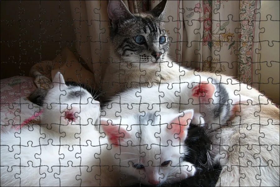 Мама белая кошка. Кошка и новорожденные котята. Животные заботятся о чужих детенышах. Белая кошка с котятами. Котик на розовом фоне.
