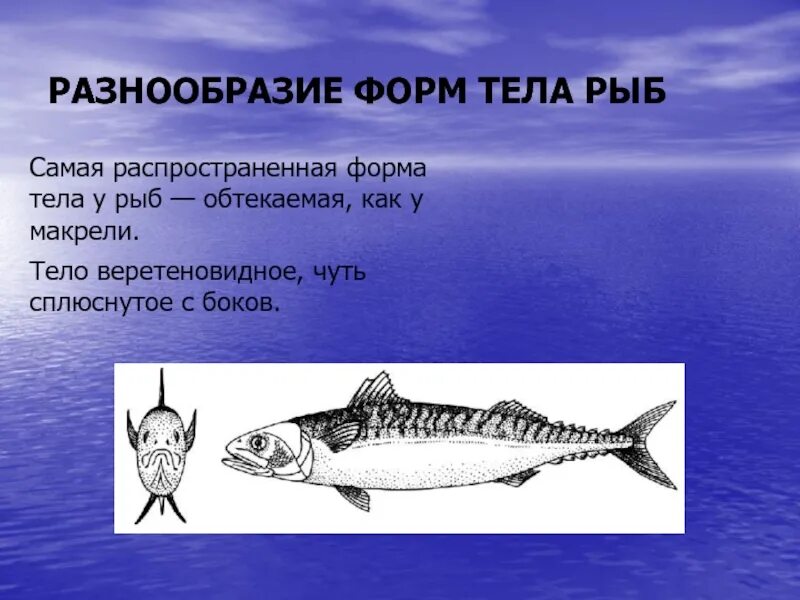 Укажите тип симметрии животного рыба. Форма тела рыб. Обтекаемая форма тела у рыб. Веретенообразная форма тела у рыб. Тип симметрии рыбы.
