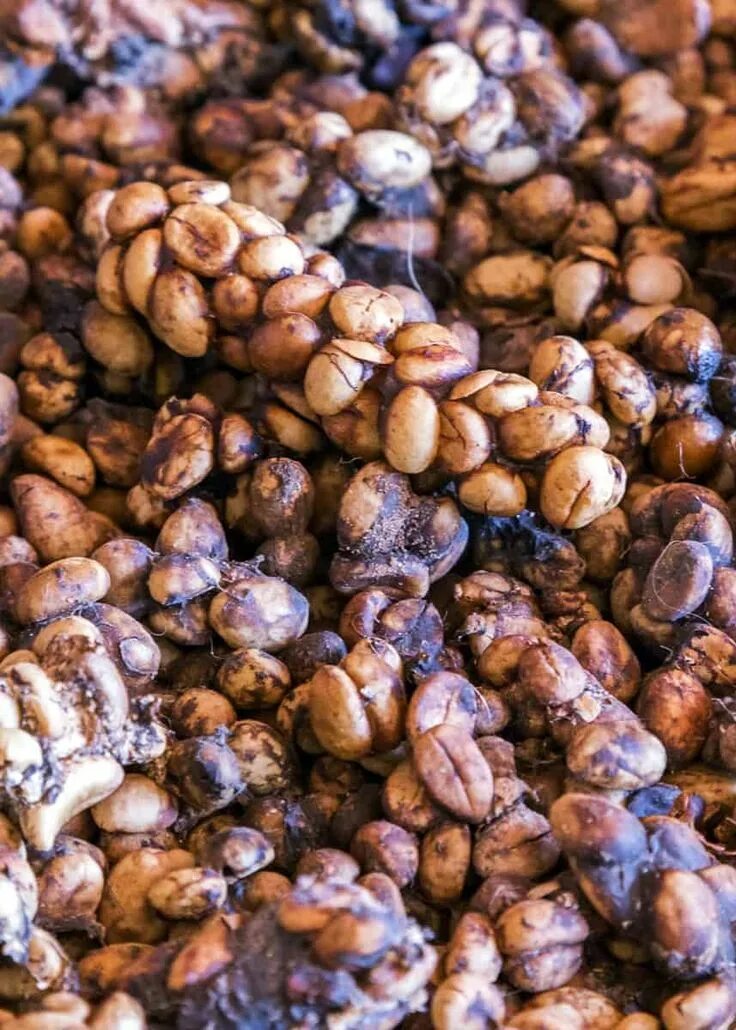 Какой кофе из какашек. Кофе лювак. копи лювак. kopi luwak кофе. кофе копи лювак животное.